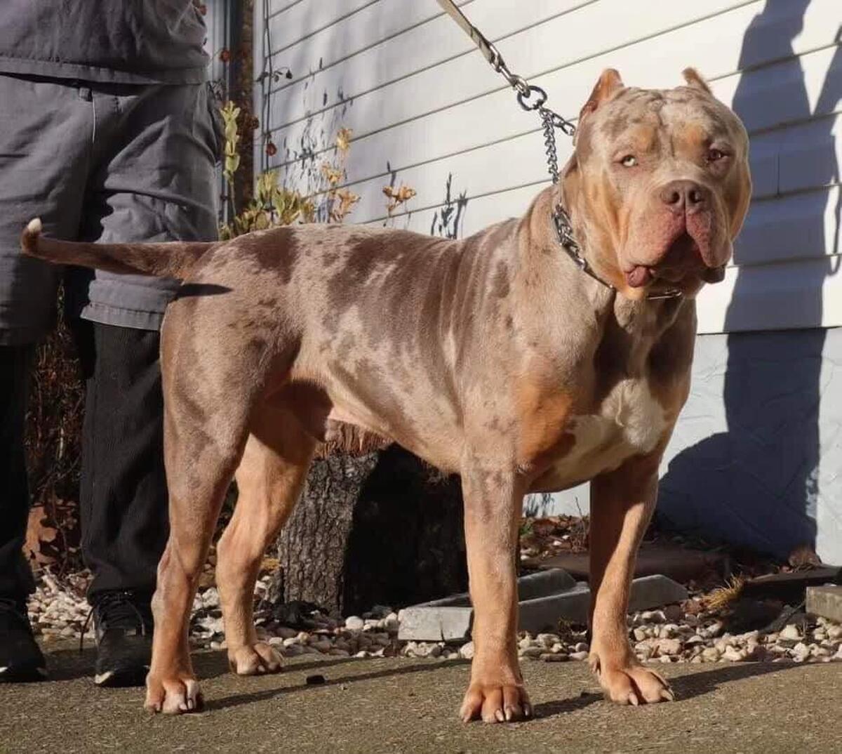 Hoobly 2024 american bully