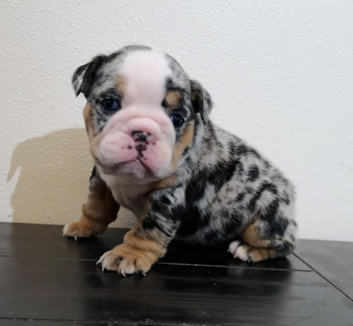 English bulldog sale puppies hoobly