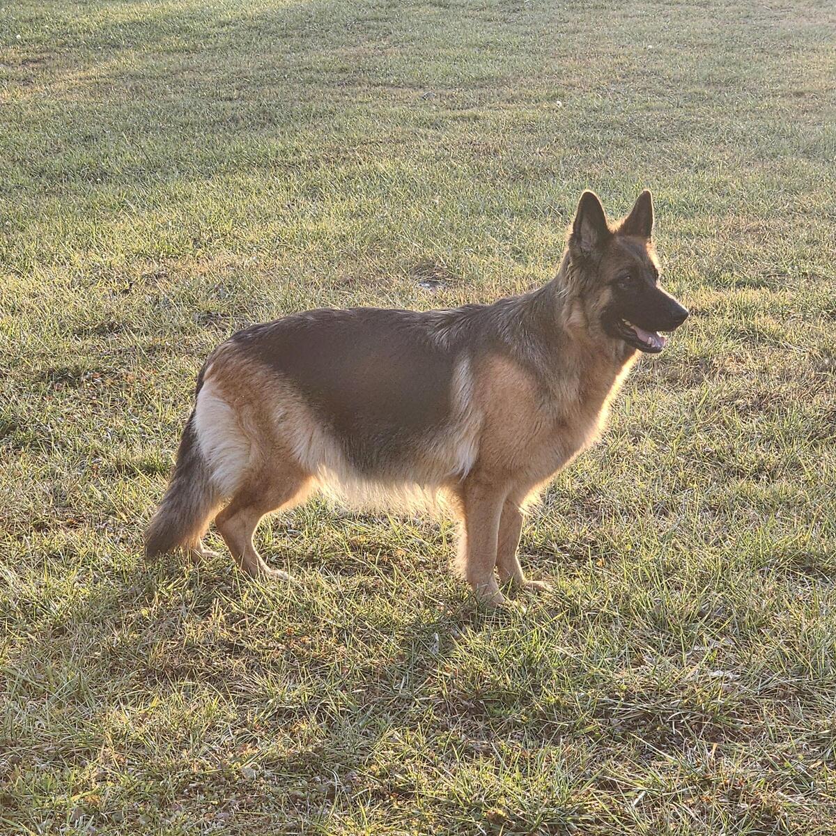 Hoobly german hot sale shepherd puppies