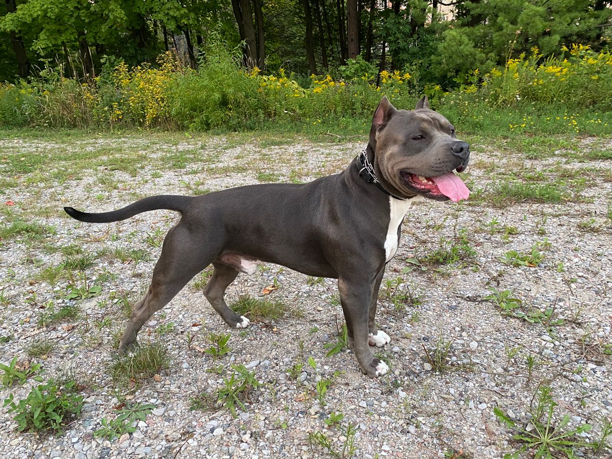 American Bullies Looking For Their New Home in Vaughan, Ontario - Hoobly  Classifieds
