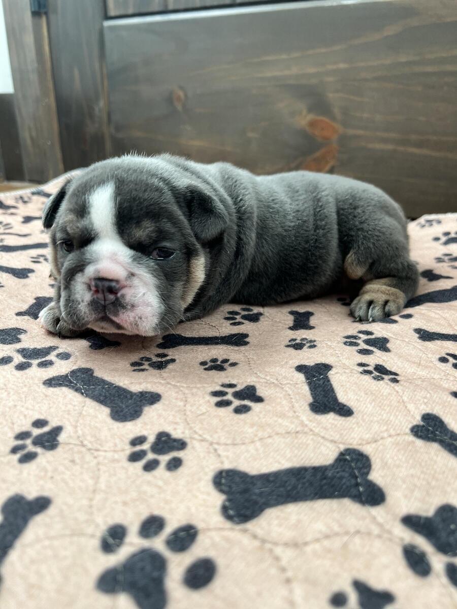 English bulldog best sale puppies hoobly