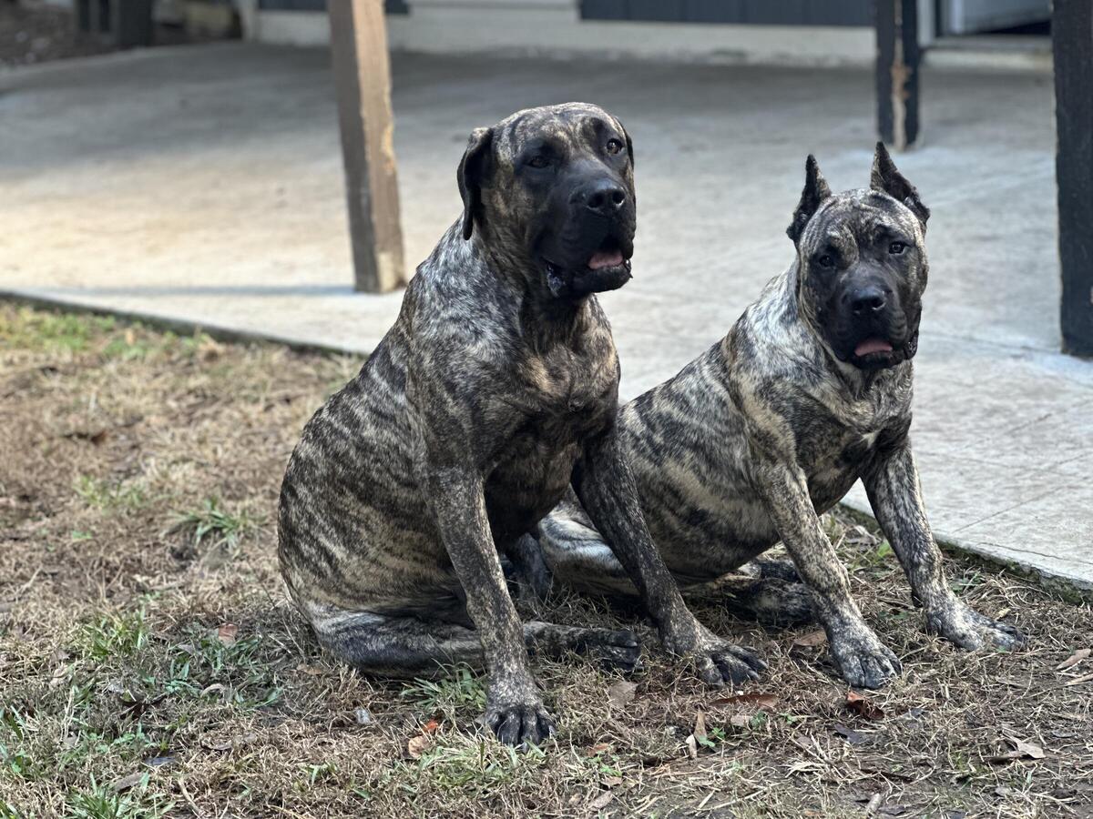 Hoobly sales presa canario