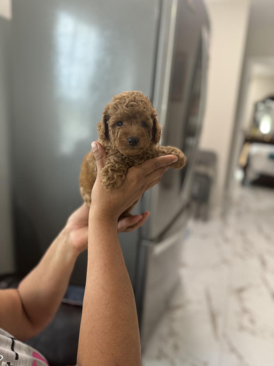 Toy Poodle in Tampa Florida hoobly