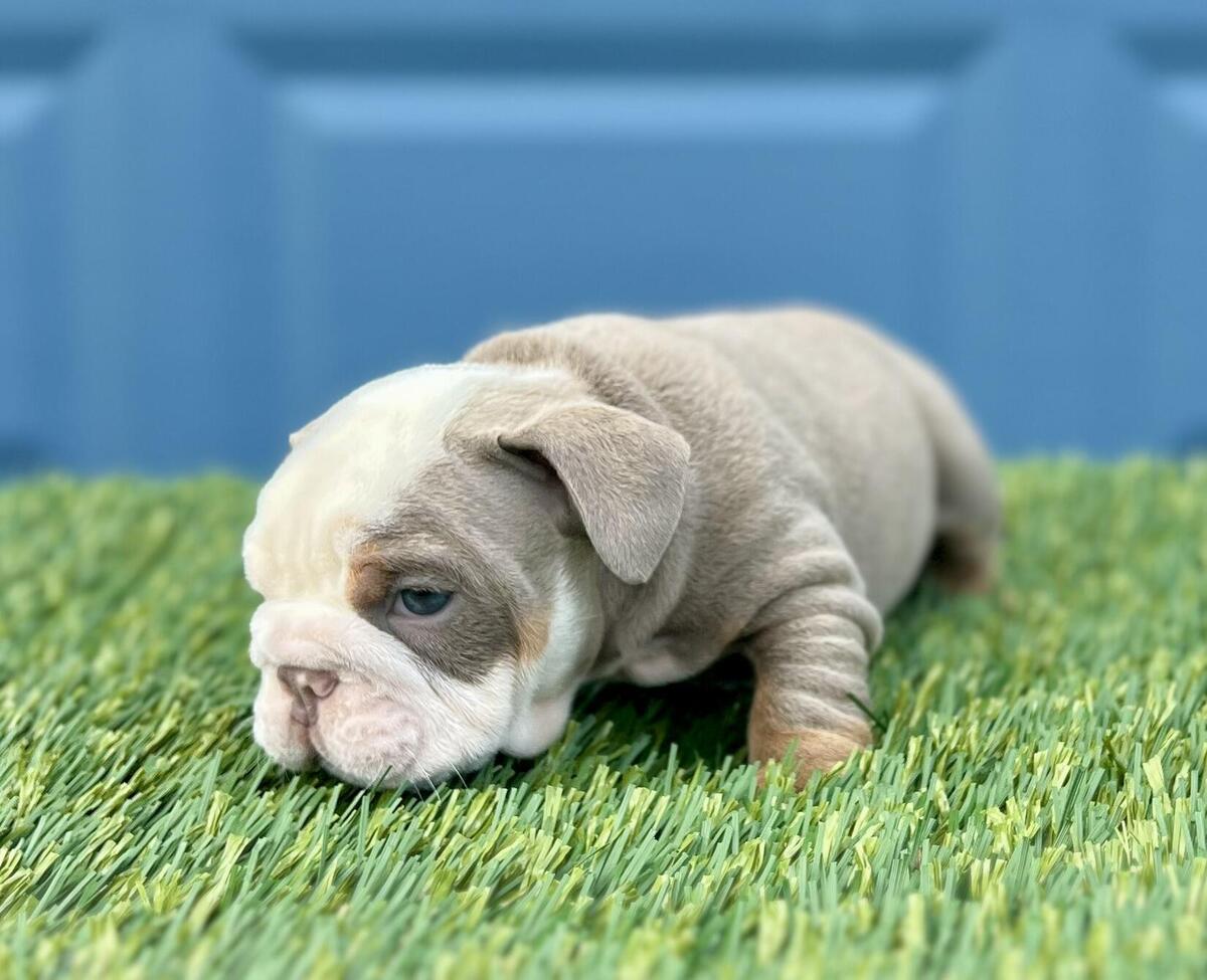 English bulldog cheap puppies hoobly