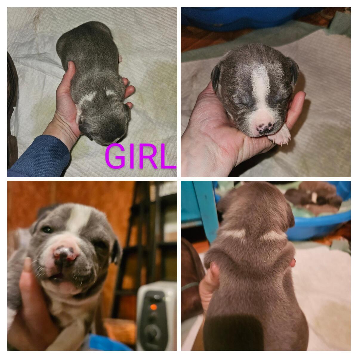 Pitbull puppies store for sale hoobly