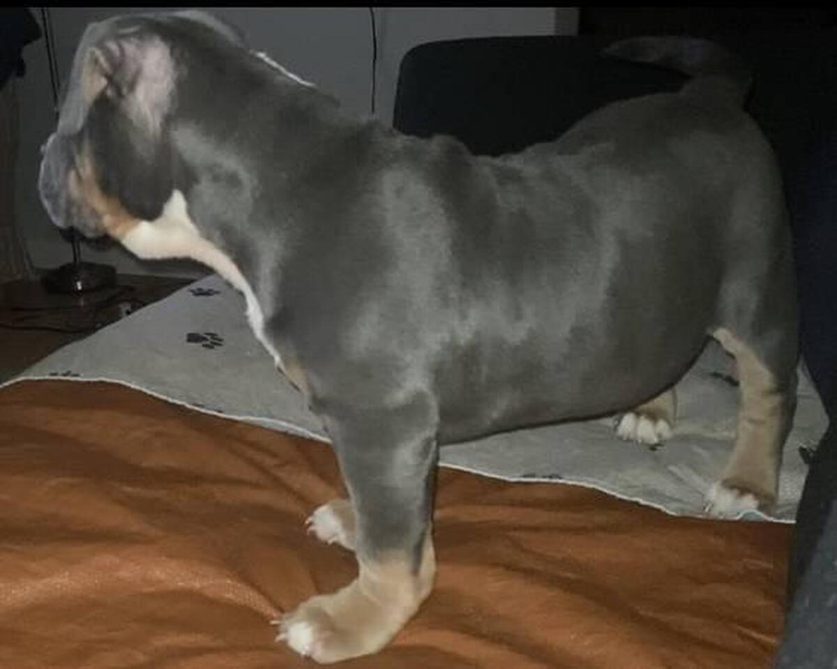 Ukc american bully for sale sale