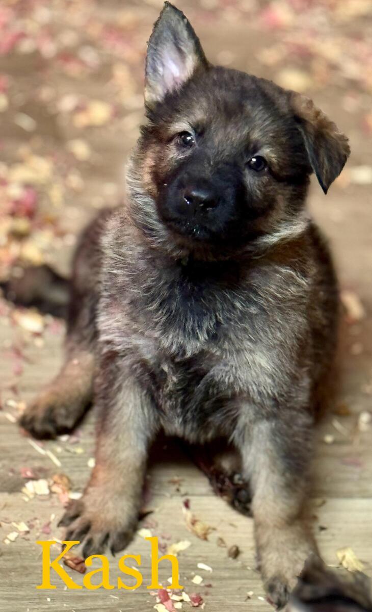 Hoobly german shepherd store puppies