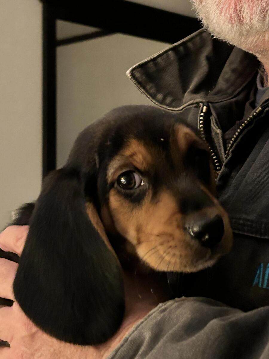 Bramlett black and tan beagles store for sale