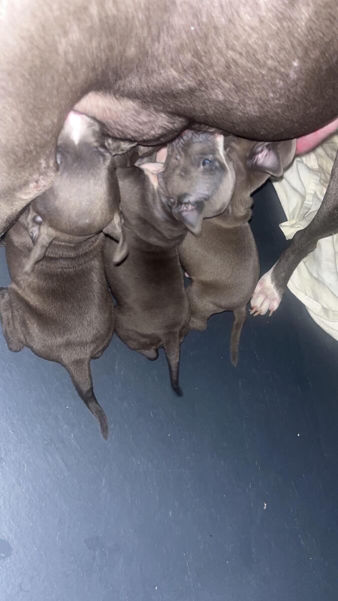 Blue gator hot sale pit