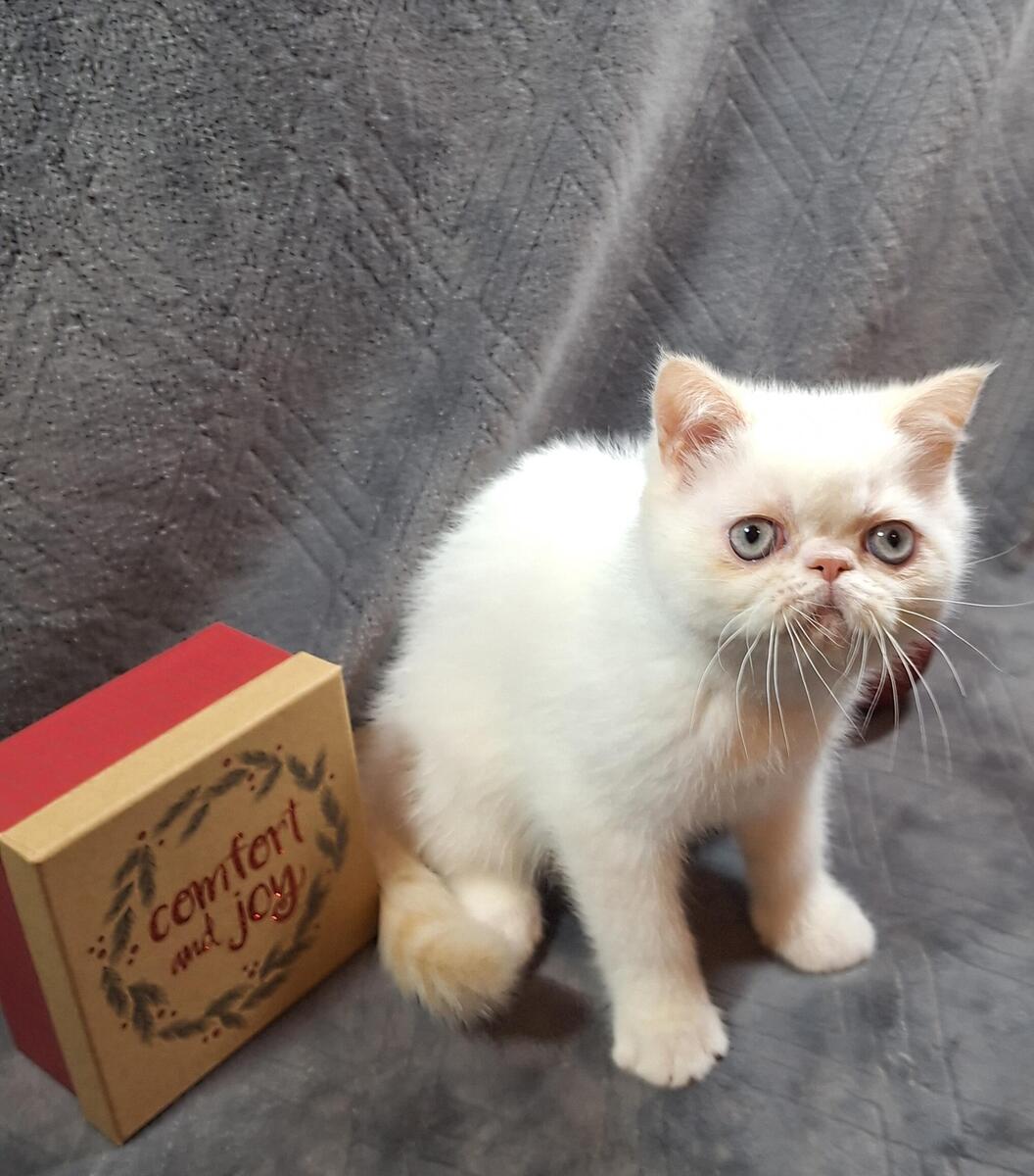 Hoobly best sale exotic shorthair