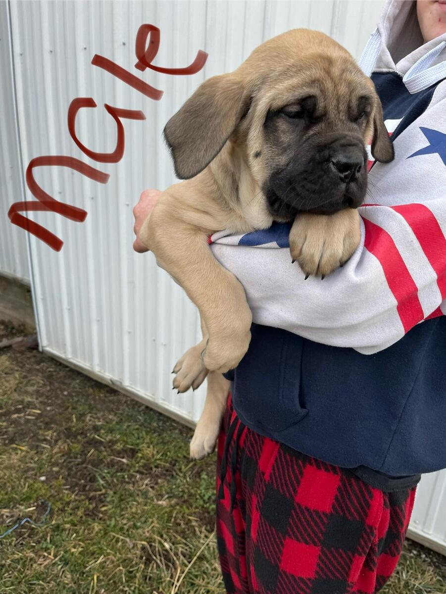 12 week best sale old english mastiff