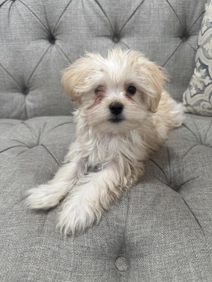 Maltese puppies for sale 2024 hoobly