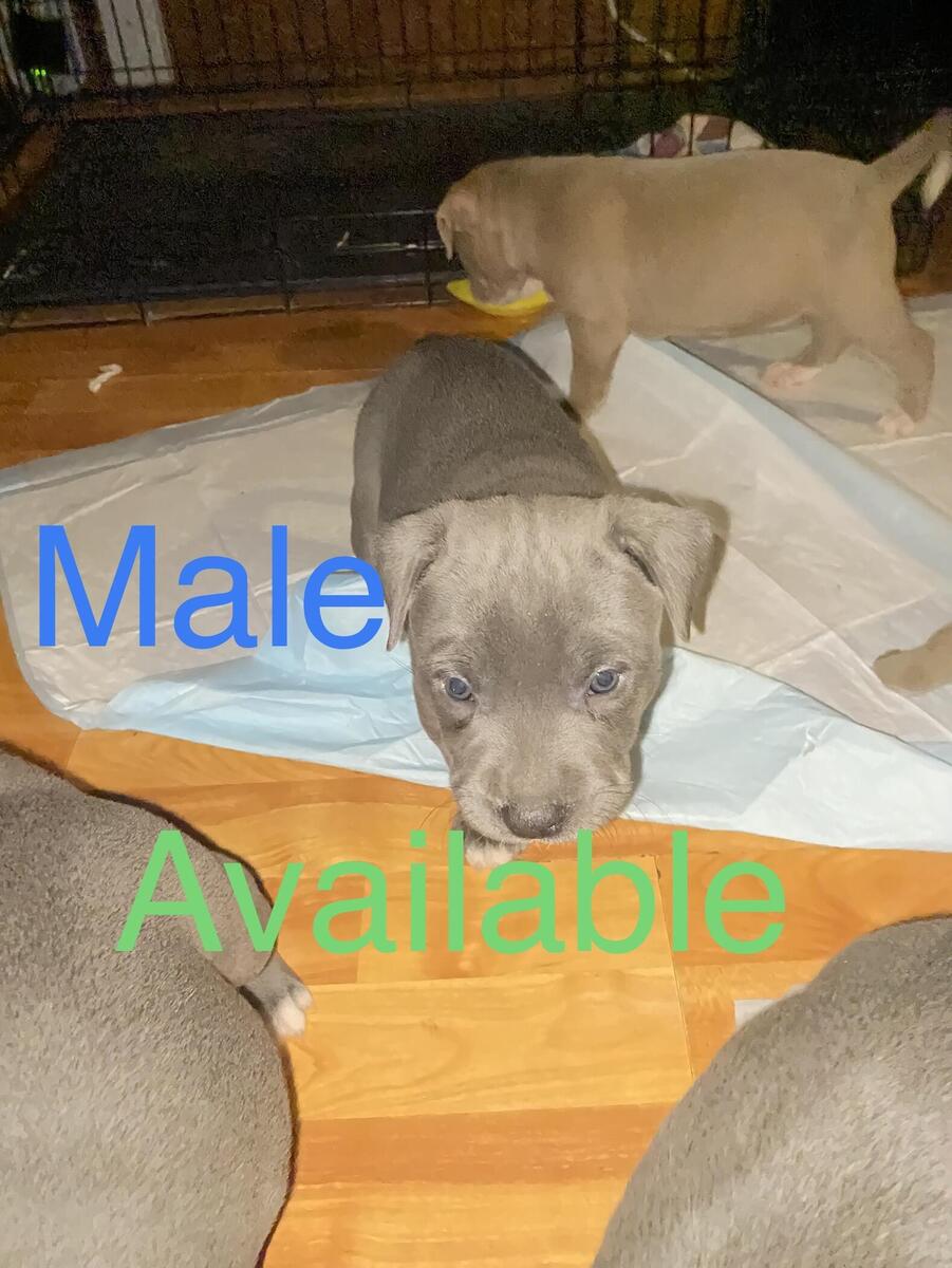 Pitbull puppies for sale hot sale hoobly