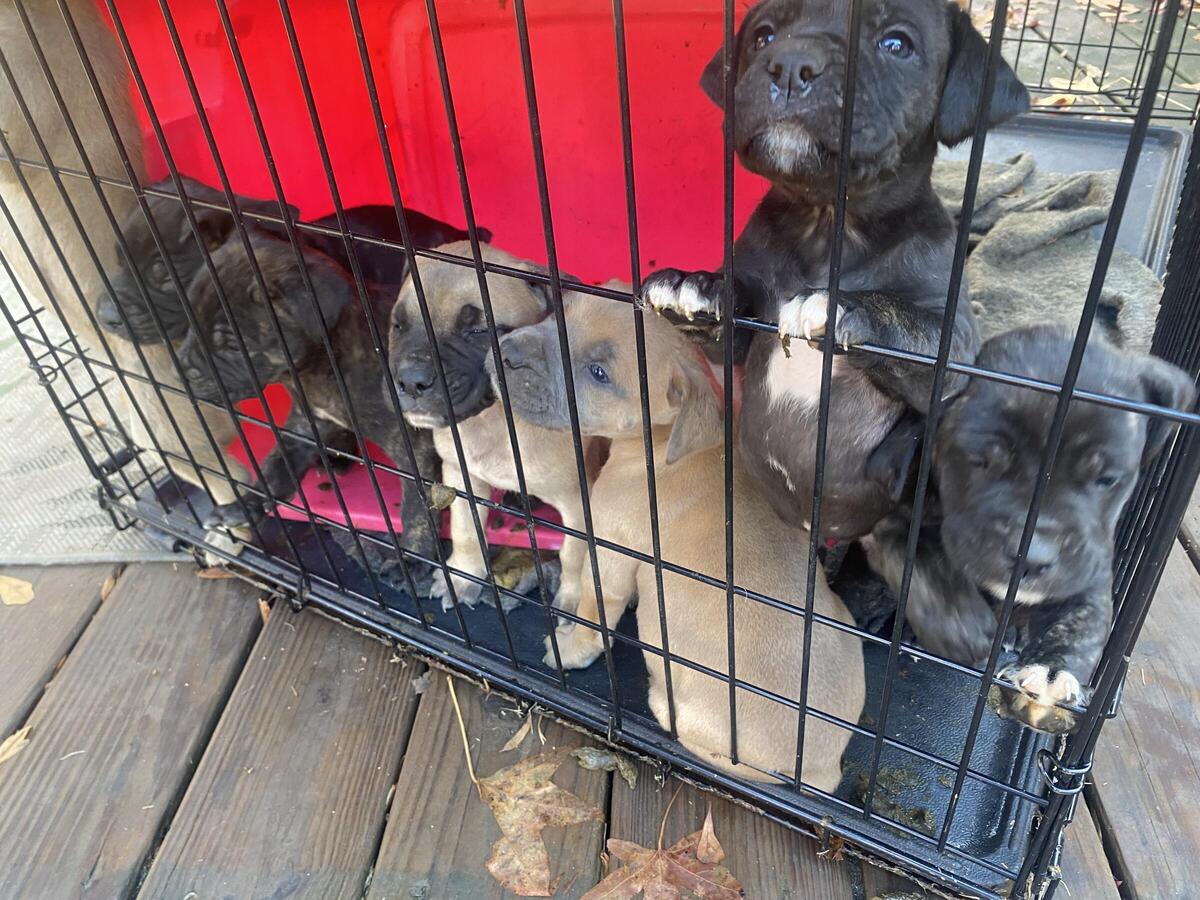 Cane corso boerboel mix puppies hot sale for sale