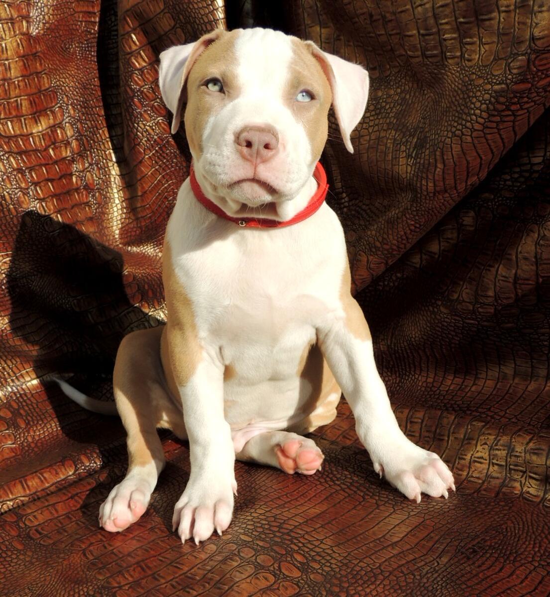 ace Of Spades whitepitbullpuppies blue champagne Pitbull Puppies For Sale Giovanni 917 542 1418 in New York New York hoobly