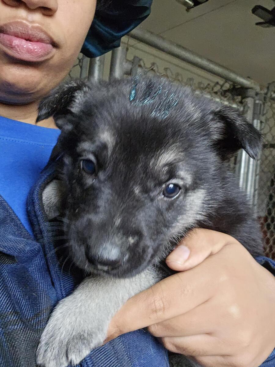 German shepherd puppies hot sale hoobly