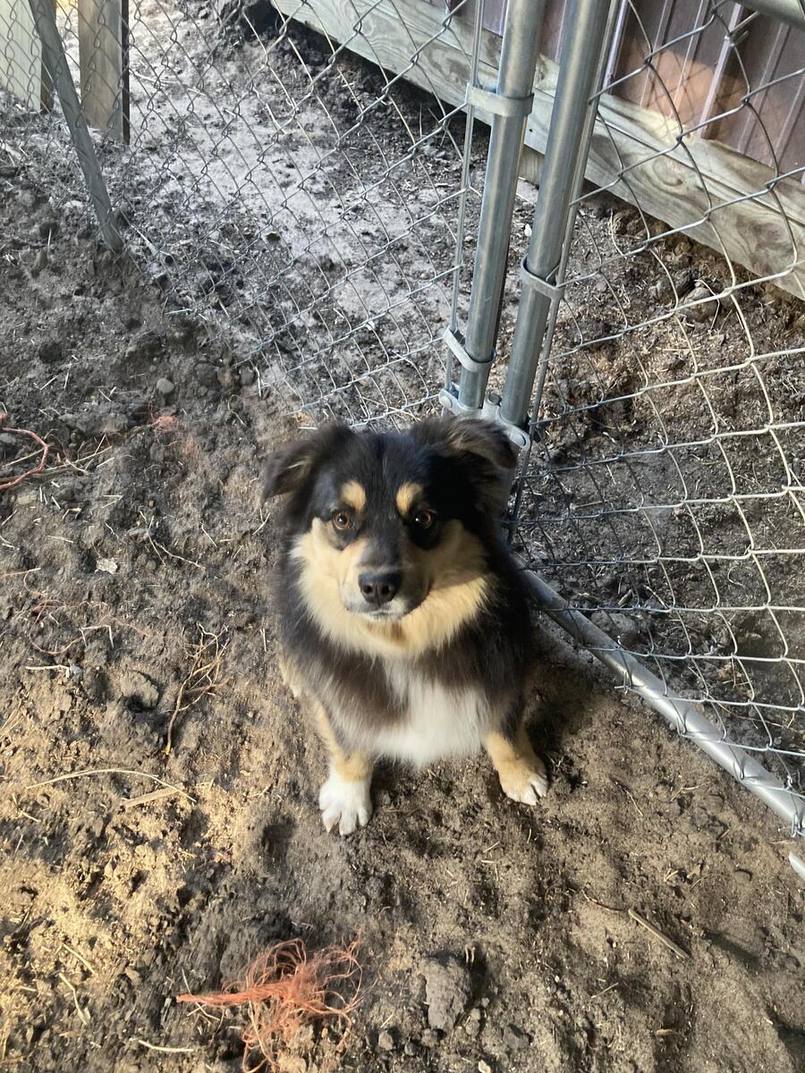 Hoobly sales australian shepherd