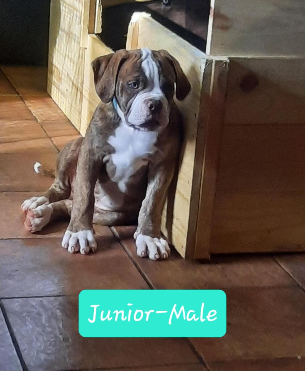 Hoobly store american bulldog