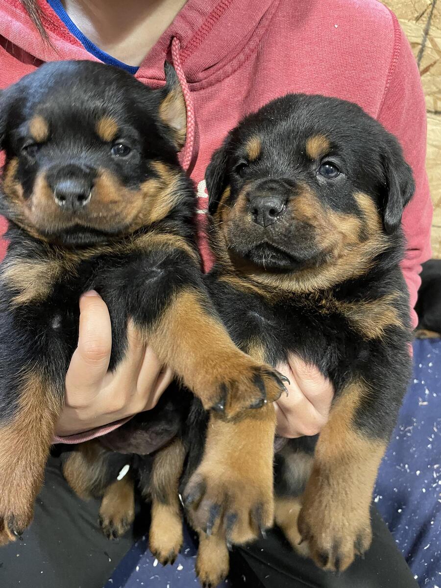 Rottweiler puppies for sales sale hoobly