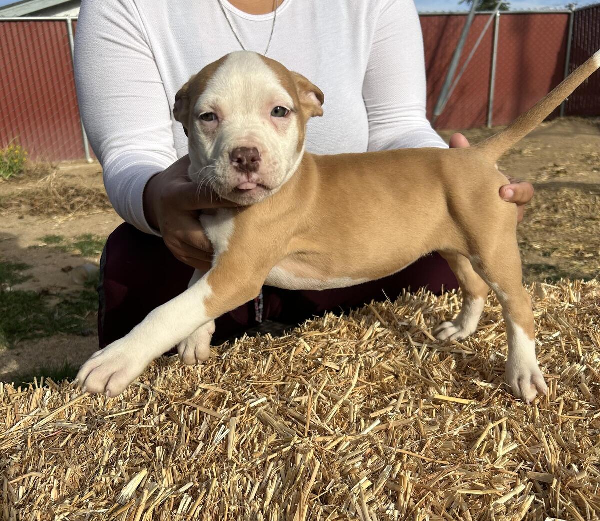 Hoobly 2024 pitbull puppies