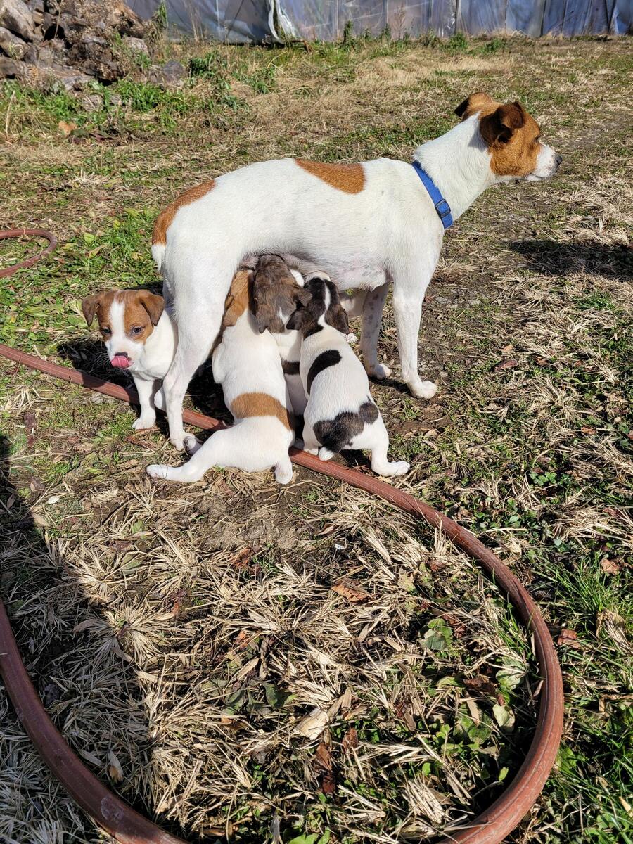 Hoobly store jack russell