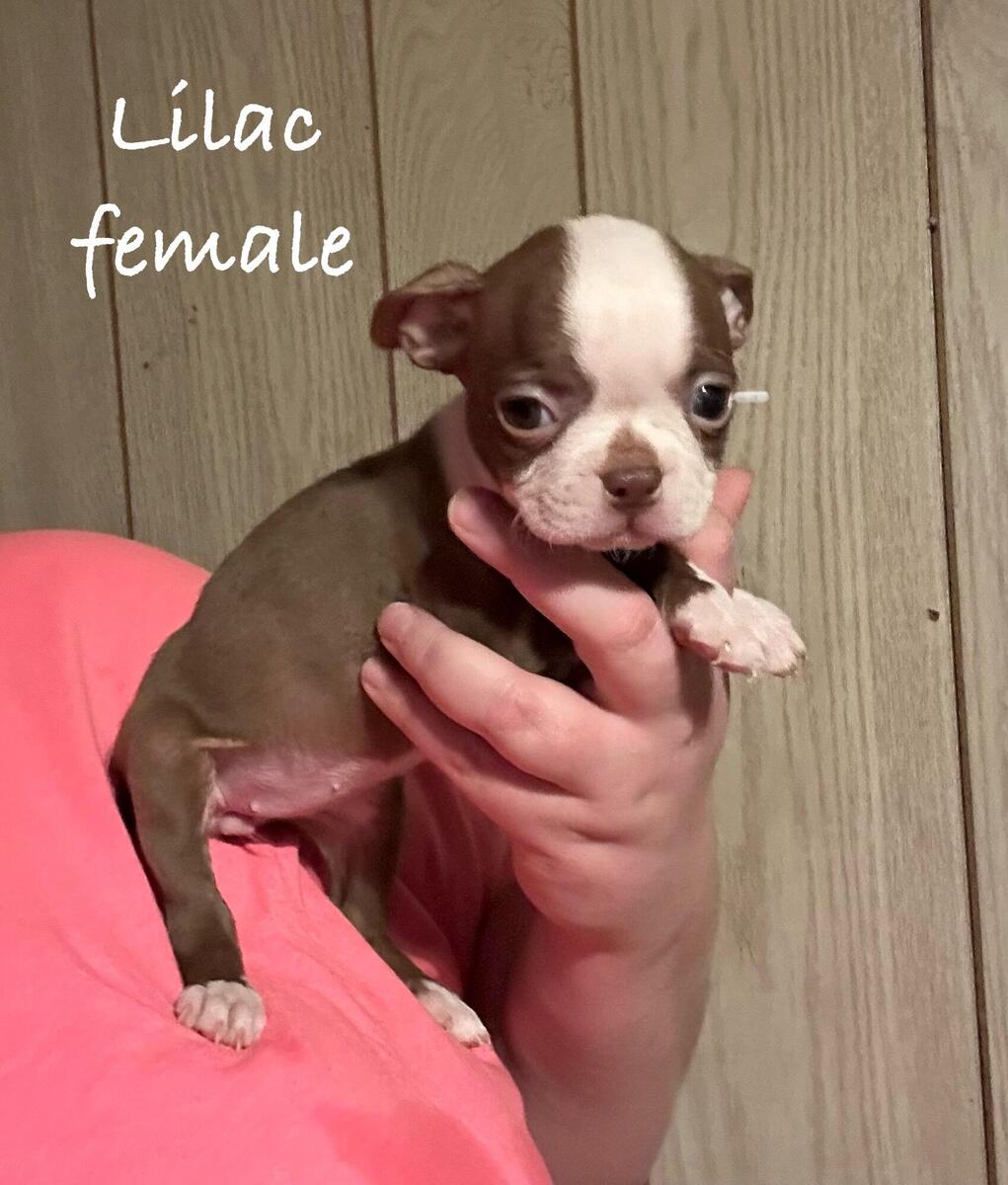 Ckc boston terrier top puppies for sale