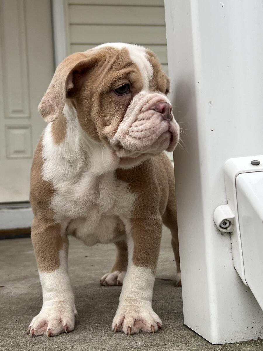 Hoobly olde sales english bulldogge