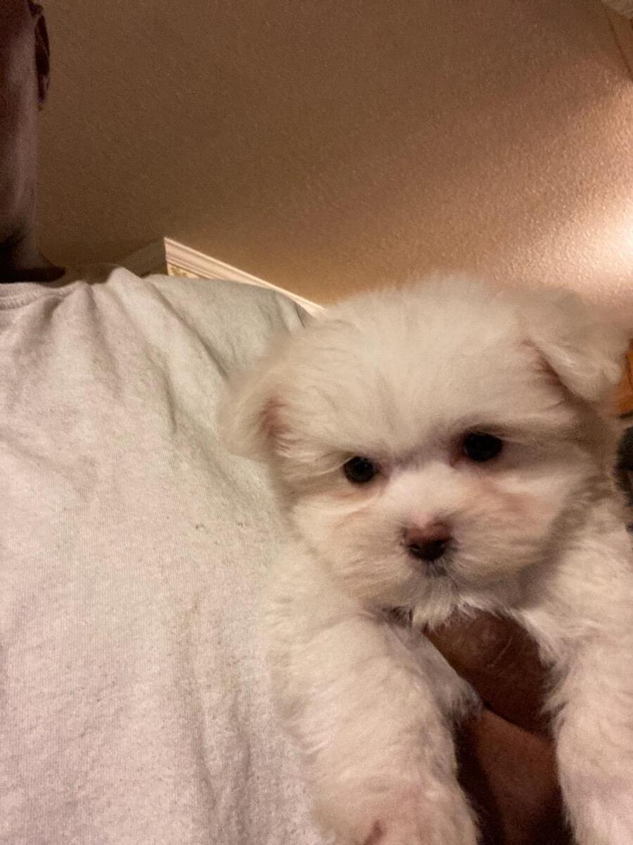 Maltese puppies store for sale hoobly