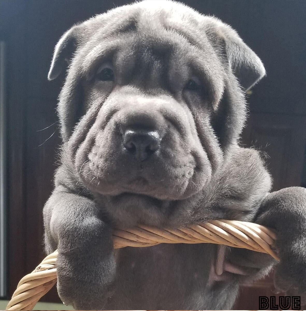 Hoobly cheap shar pei