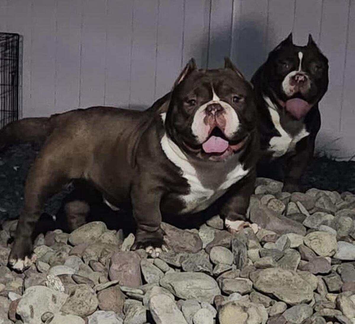 Hoobly 2024 american bully