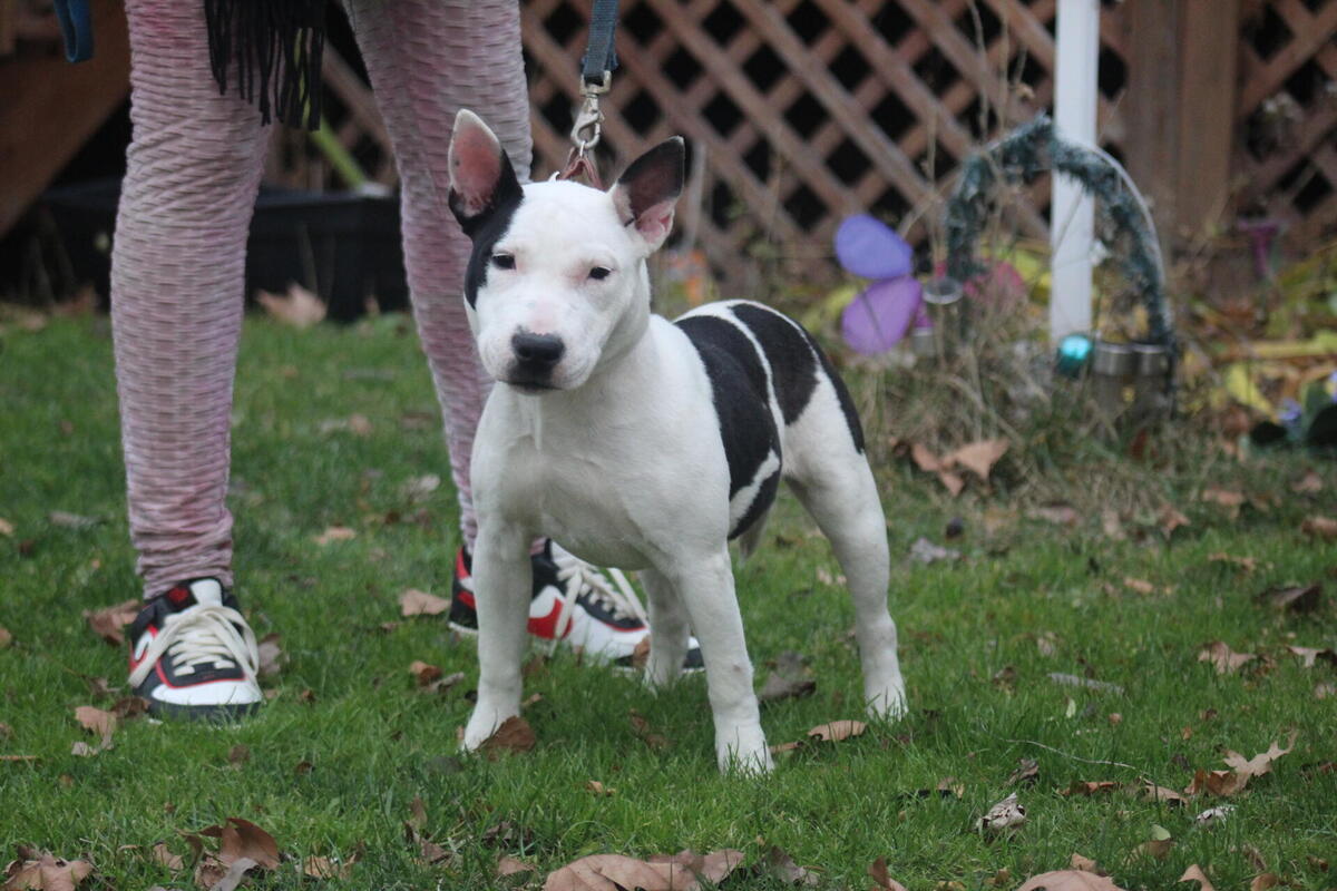 Hoobly store bull terrier