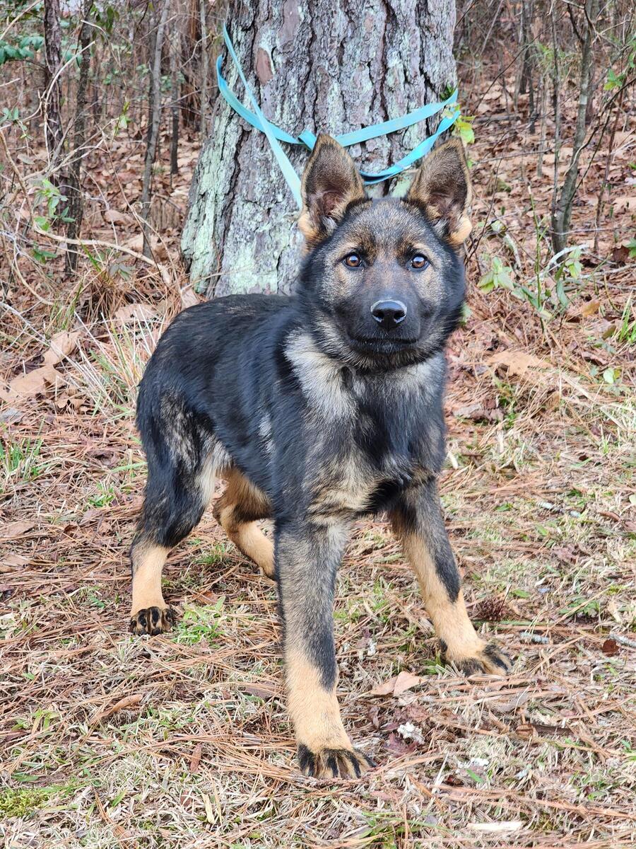 Hoobly german hot sale shepherd