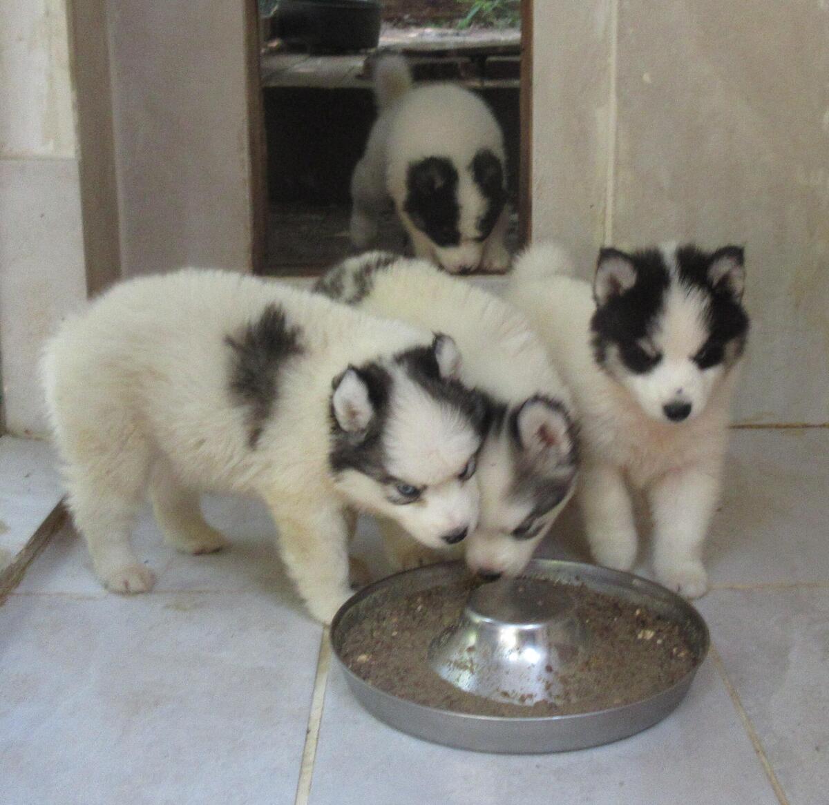 Piebald husky best sale for sale