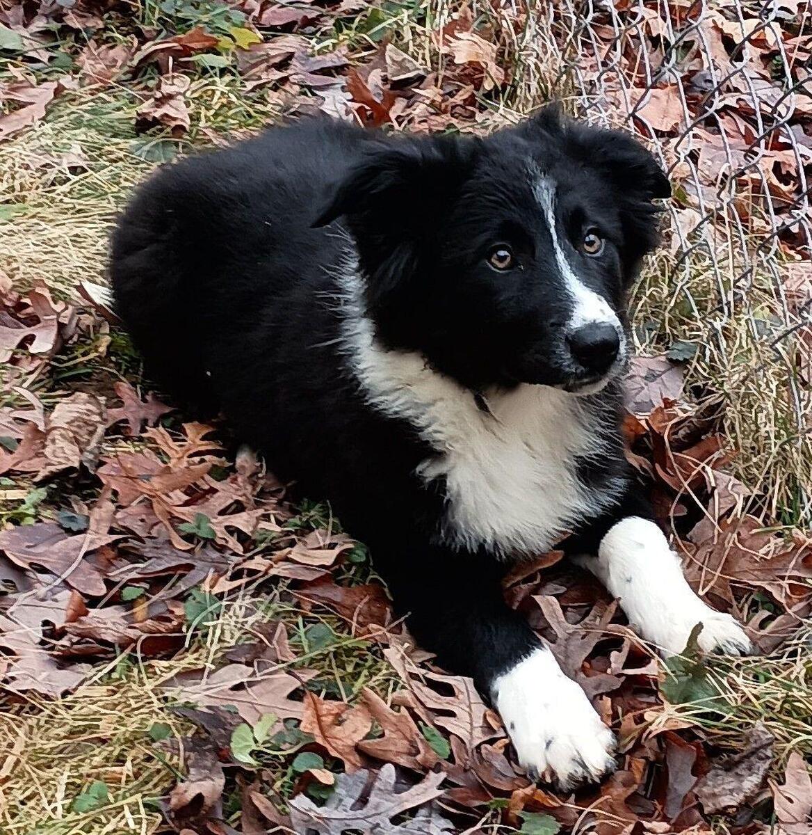 Hoobly hot sale border collie