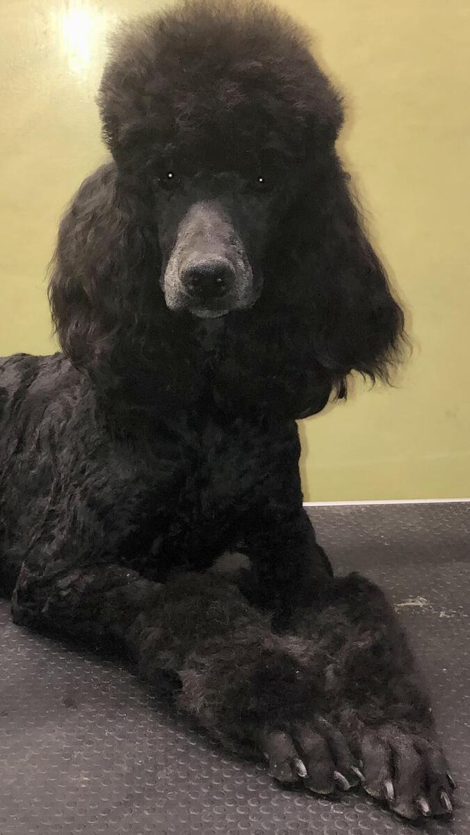 Hoobly sales standard poodle