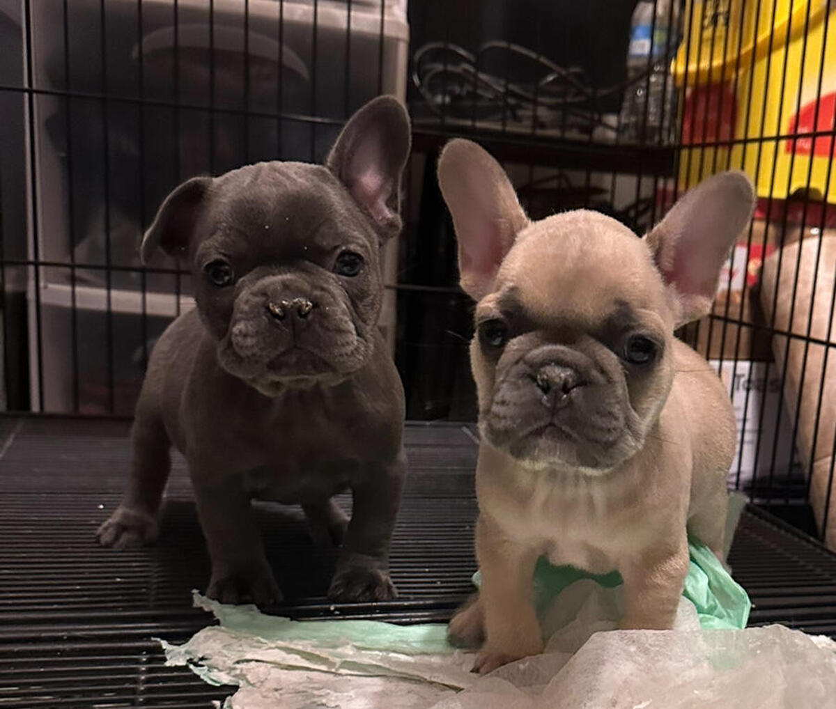 Hoobly french bulldog store puppies