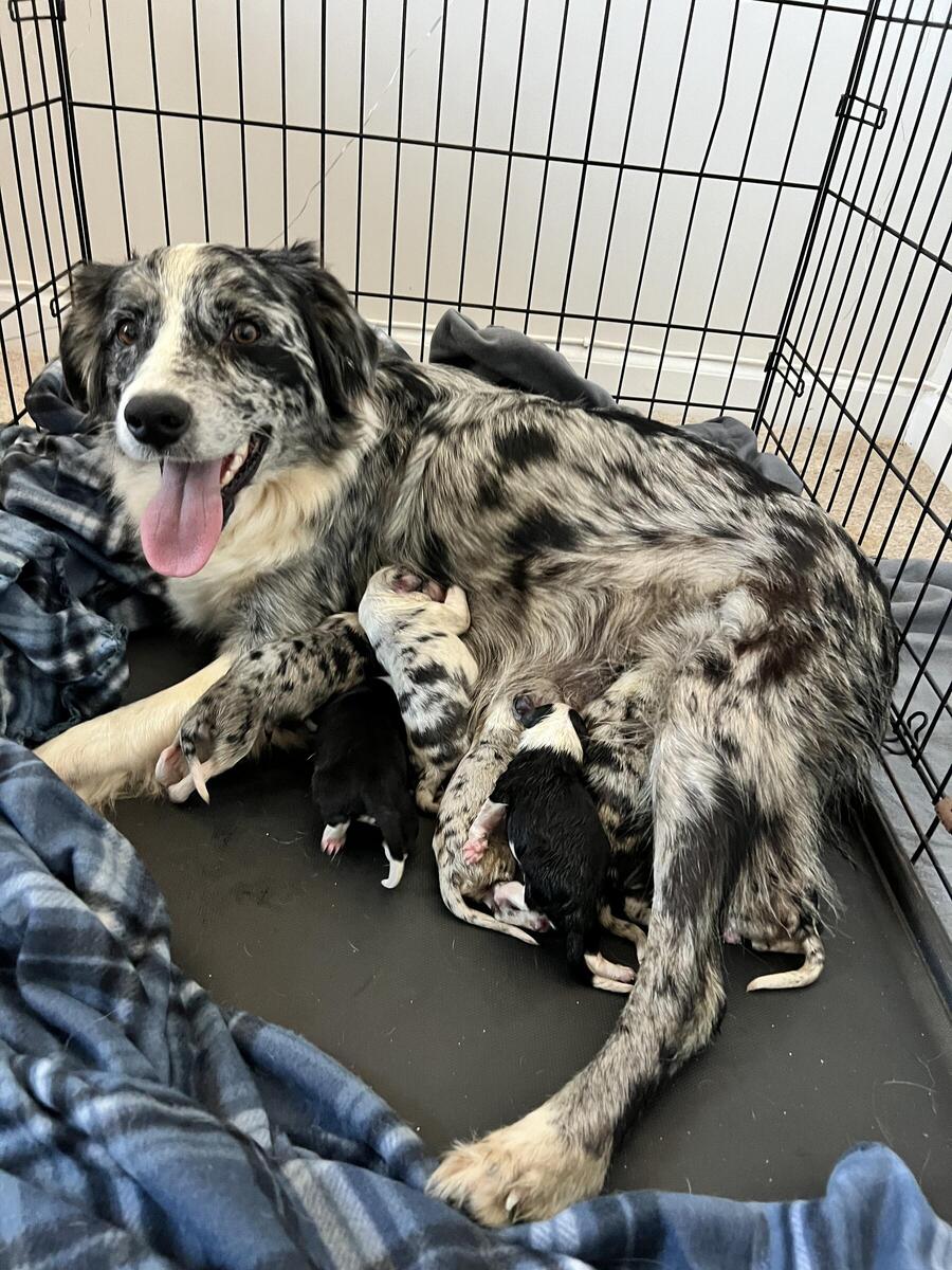 Hoobly sales australian shepherd