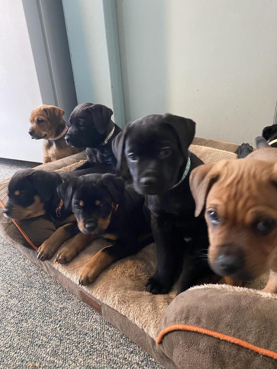 Rottweiler puppies for sale hoobly cheap