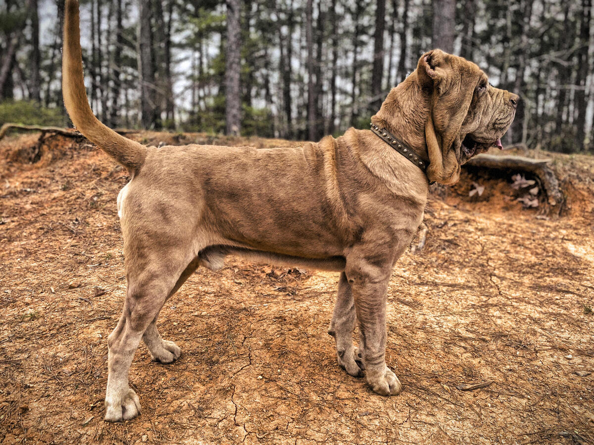 Neapolitan sales mastiff hoobly