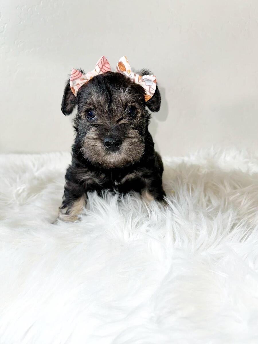 Hoobly best sale miniature schnauzer