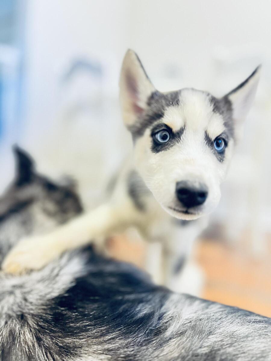 Hoobly sales siberian husky