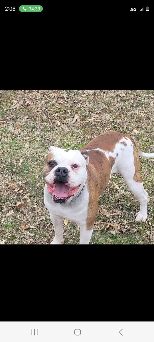 Hoobly store american bulldog