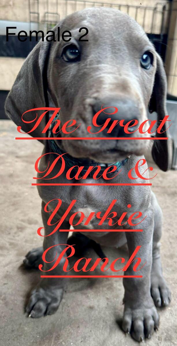 Hoobly hot sale great dane