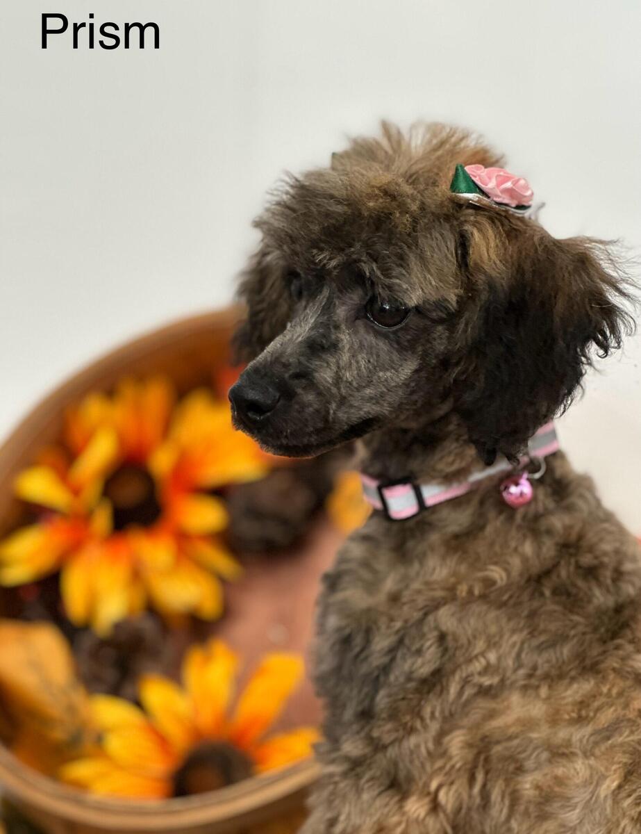 Hoobly top toy poodle