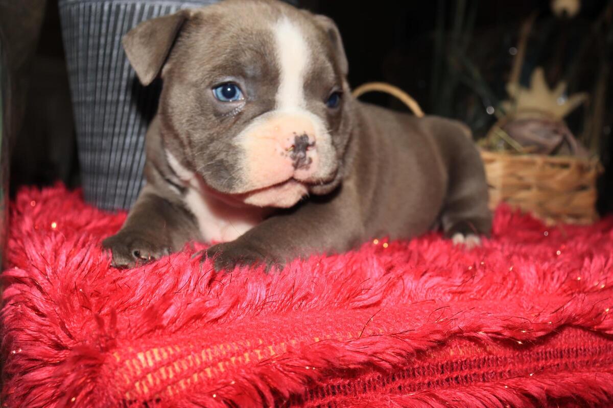 Ukc bully on sale puppies for sale