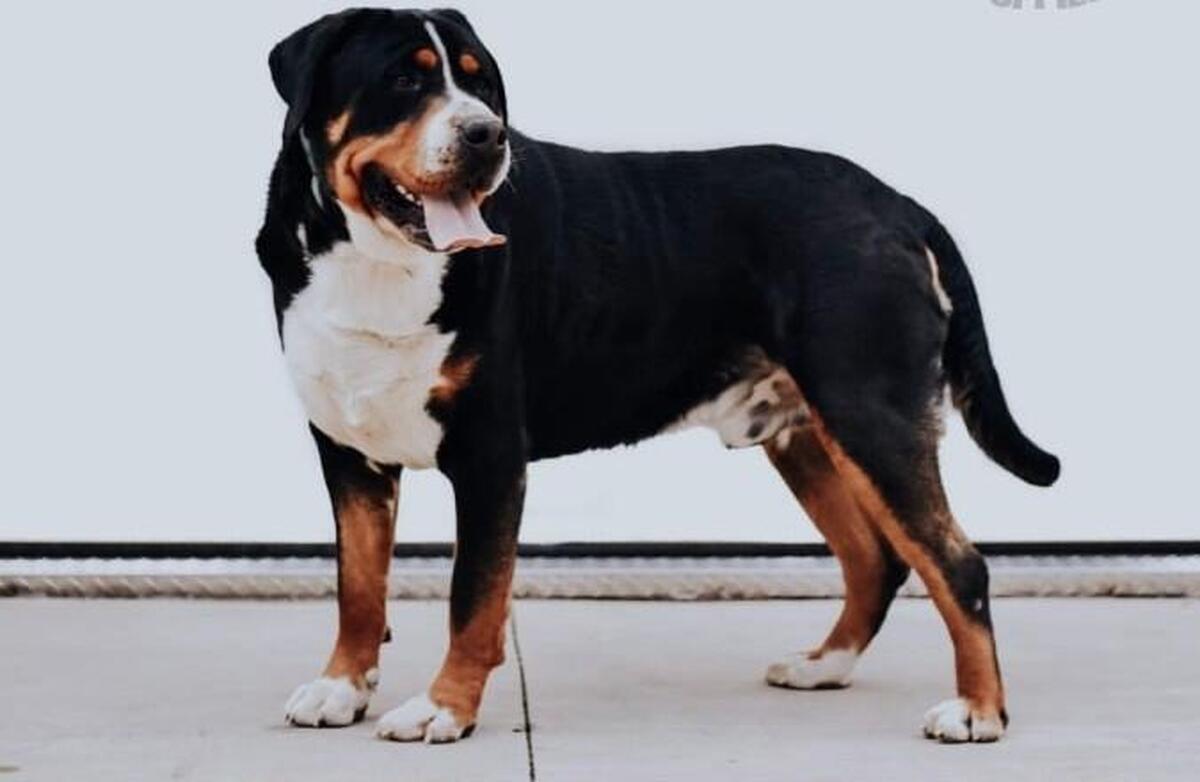 Hoobly bernese best sale mountain dog