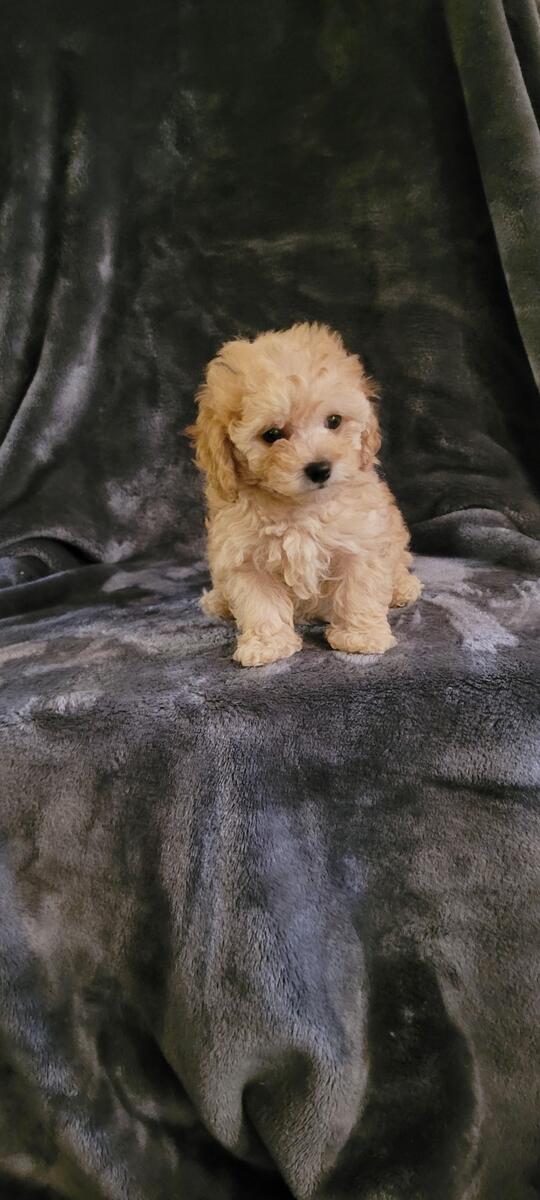 Hoobly toy poodle best sale