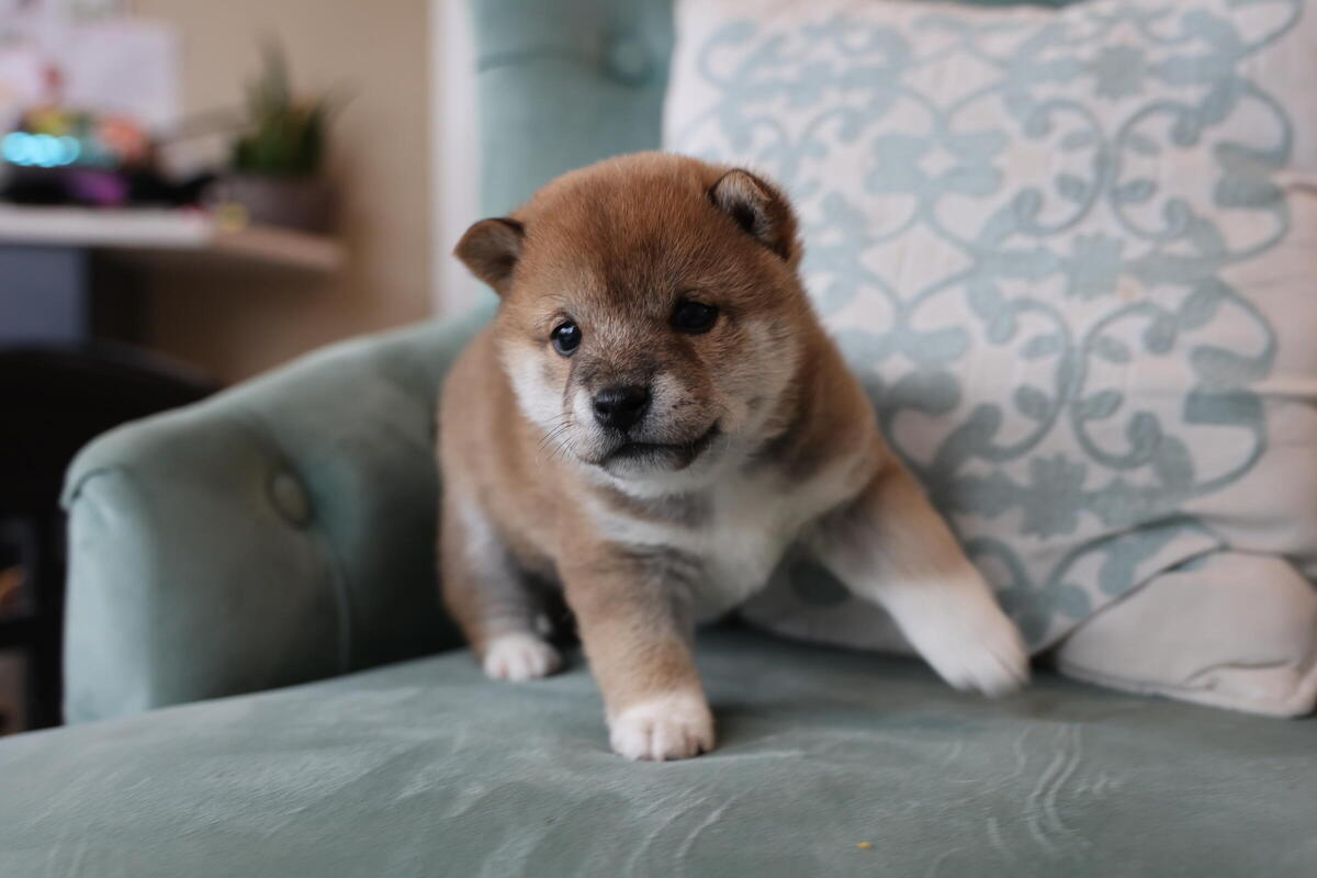 Hoobly store shiba inu