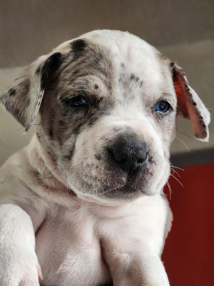 Blue merle pitbull outlet puppies