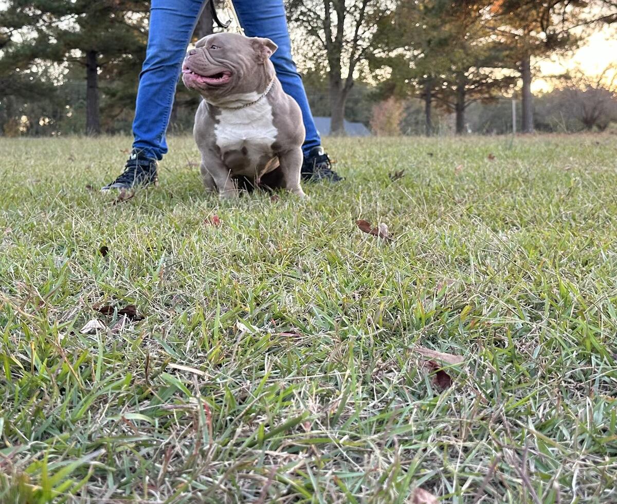 Hartford american hot sale bullies